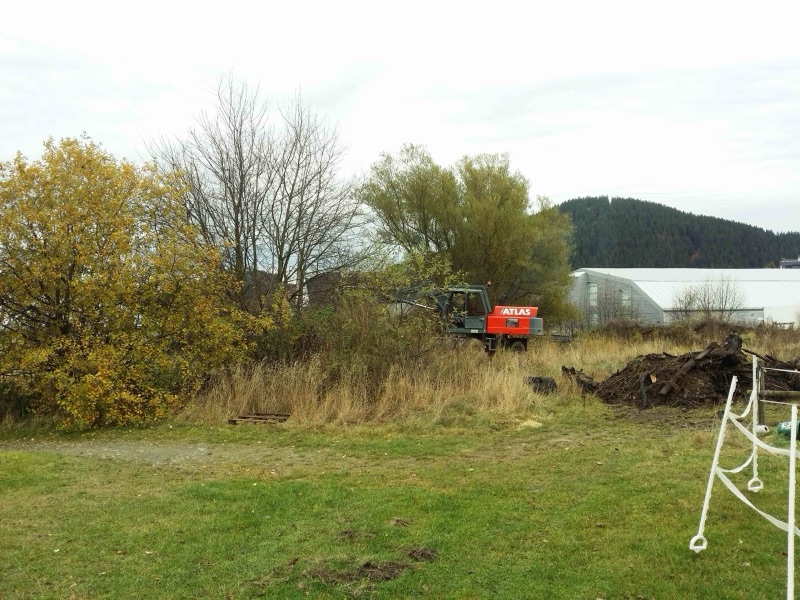 Das zugewachsene Wiesenstück vor Beginn der Arbeiten